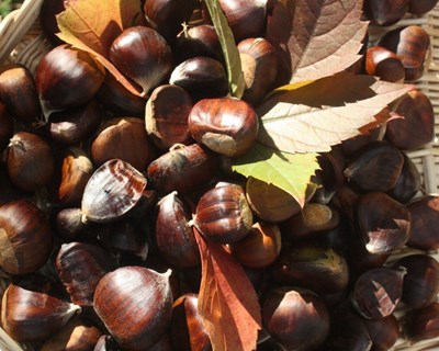 CNCFS realiza seminário sobre a produção e a comercialização do castanheiro e a castanha