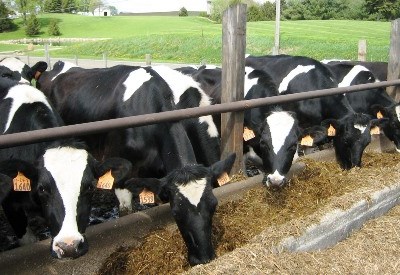 Coimbra é palco de curso sobre “Sinais em Vacas Leiteiras”