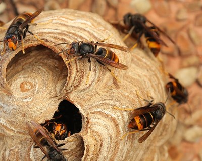 CIM de Coimbra investe no combate à vespa asiática