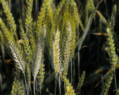 Colheita de cereais de inverno na UE heterogénea em qualidade e rendimentos