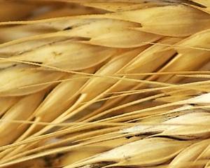 Colheita recorde de cereais na UE gera aumento nas existências