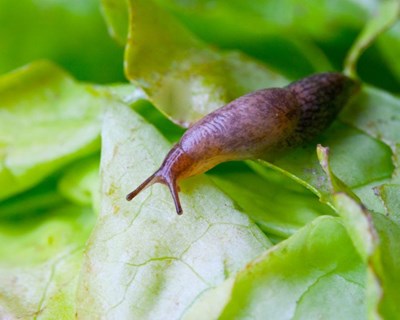 Combater as lesmas e caracóis na horticultura e floricultura