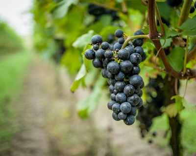 Começa a 13ª edição do controlo de maturação de uvas da zona Norte