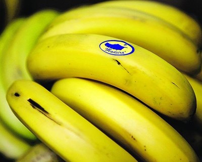 Comercialização de banana da Madeira diminuiu nos primeiros oito meses de 2018