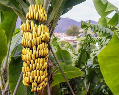 Comércio de banana cai 18 por cento na Madeira