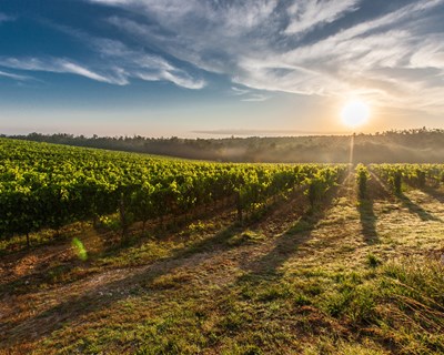 CE adota medidas excecionais de apoio aos setores do vinho e da fruta e produtos hortícolas