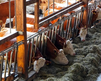 Comunidade ligada à produção de carne de bovino aumenta acesso ao conhecimento vital para garantir sustentabilidade do setor