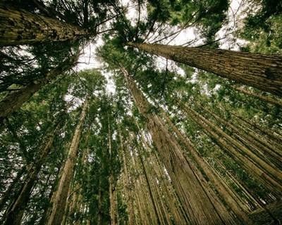 Concurso Europeu Árvore do Ano 2021: Votação decorre durante o mês de fevereiro