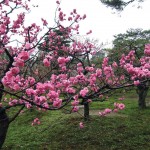 Condições climatéricas afectam produtividade das fruteiras