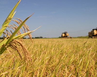 CONFAGRI: "As Cooperativas Agrícolas e os Agricultores não podem parar"