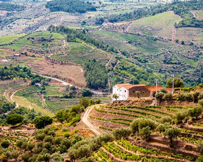 CONFAGRI promove debate sobre viticultura sustentável