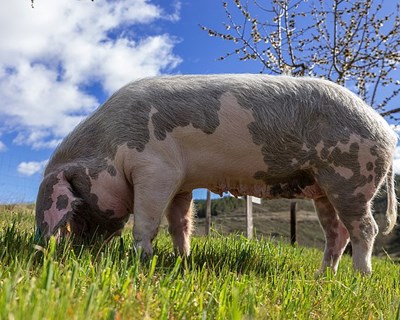 Conheça a produção de porco preto na Serra do Caldeirão