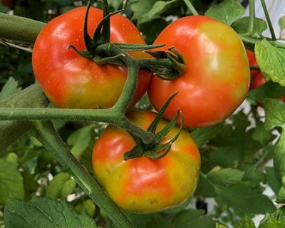 Conheça as especificidades do Tomato Brown Rugose Fruit Virus (ToBRFV), o vírus que ameaça as culturas do tomate e pimento