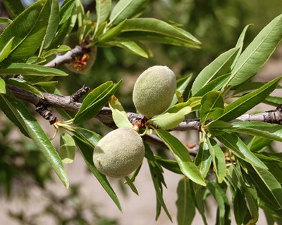 Conheça as últimas recomendações agrícolas para o olival e amendoal