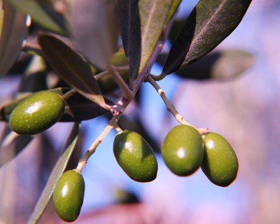 Conheça o Programa Científico do Olive Oil World Congress (OOWC)