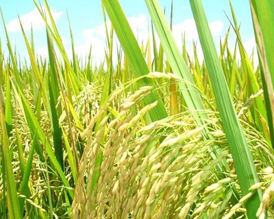 Conheça o projeto TRACE-RICE dedicado à rastreabilidade do arroz e valorização dos sub-produtos