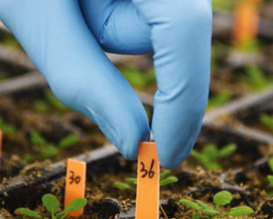 Conselho Europeu adota novas normas sobre OGM