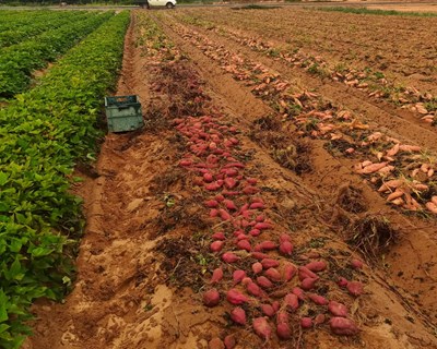 Conservação Pós-Colheita de Batata-Doce: Efeito nos Parâmetros Qualitativos e Nutricionais - Bibliografia