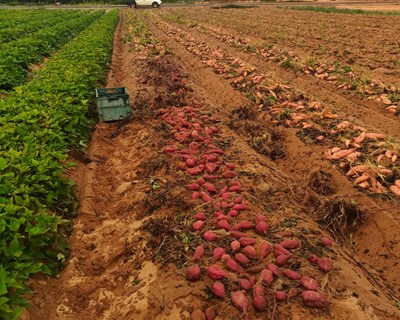Conservação pós-colheita de batata doce: efeito nos parâmetros qualitativos e nutricionais