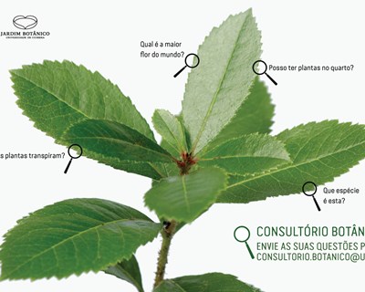 “Consultório Botânico” vai esclarecer dúvidas sobre plantas