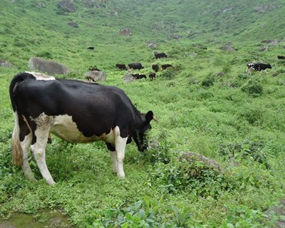 Controlar a dor nas patas de vacas leiteiras