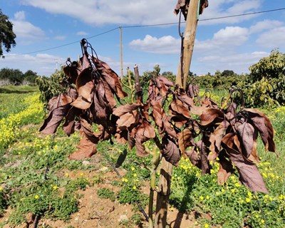 Controlo Fitossanitário de "Dieback" em Abacateiros