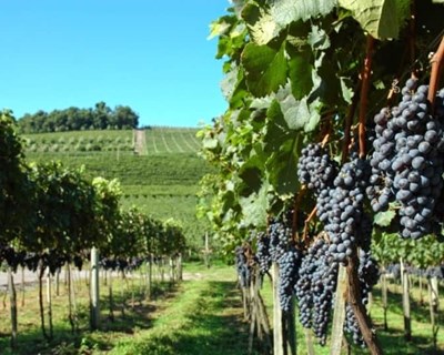 Conversão para viticultura biológica