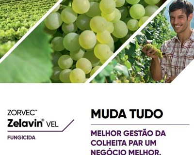 Corteva lança em Portugal produto inovador anti-míldio para a proteção da vinha: Zorvec™ Zelavin ® VEL