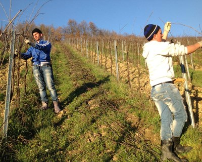 Covid-19: ProDouro emite medidas de prevenção para a viticultura