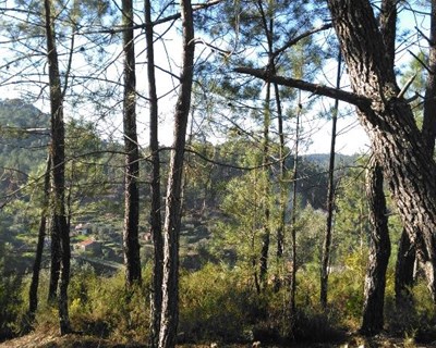 Crédito Agrícola abre conta de apoio às vítimas dos fogos florestais do Centro do País