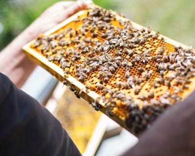Crédito Agrícola apoia apicultores de Seia
