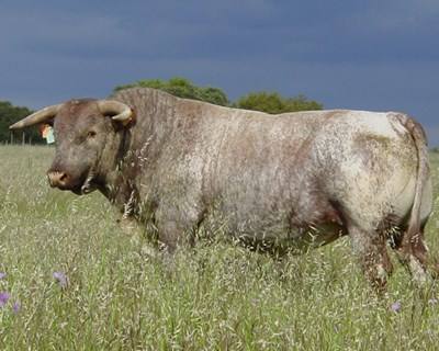 Crédito Agrícola apoia criadores da raça mertolenga