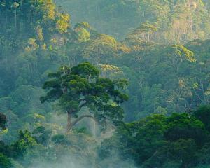 Criada plataforma online mundial para a proteção das florestas