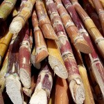 Crise afecta produção de cana-de-açúcar na Madeira