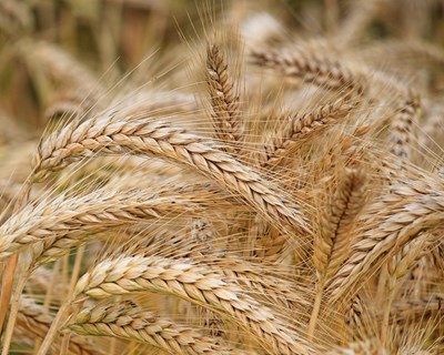 Crise no setor dos cereais e a necessidade de valorizar o que é Nacional