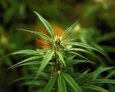 Cultivo de Cannabis: um negócio emergente?