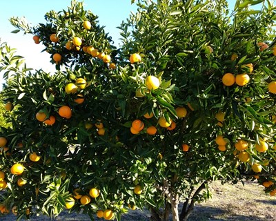 Culturas de regadio com boas previsões de produção apesar do clima