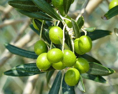 Curso de formação “Poda de oliveira” em Castelo Branco