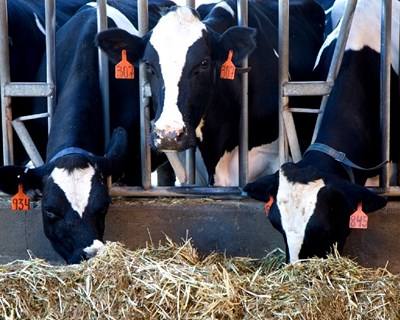 Curso de inseminação artificial de bovinos em Vila Nova de Famalicão