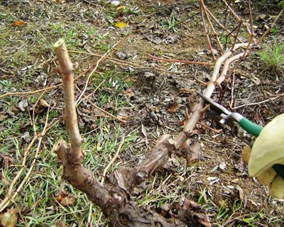 Curso de poda de inverno da videira na Agrária de Coimbra