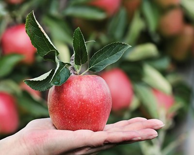 Curso “Horticultura Biológica - Adubação Verde” no Fundão