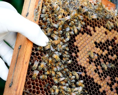 Declaração anual de existências de apiários até ao fim de setembro
