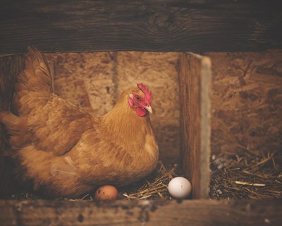Declaração de existências de galinhas poedeiras: período obrigatório