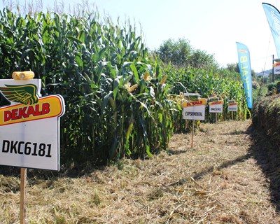 Dekalb realiza Dia de Campo