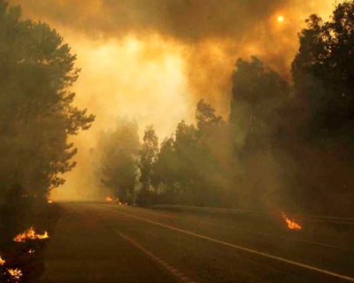 Depois dos incêndios, transformar territórios em "laboratório de reforma da floresta"