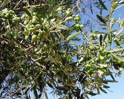 Desafios e oportunidades do olival e azeite em debate em Évora