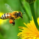 Desapareceu um terço das abelhas dos EUA no último inverno