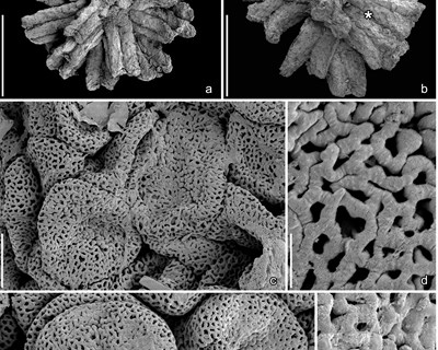 Descoberta nova flora de angiospérmicas no Cretácico Inferior da região de Torres Vedras