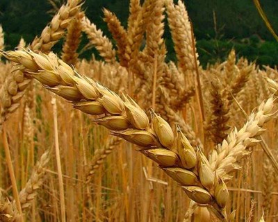 Descodificado o genoma do trigo ao fim de 13 anos de investigação