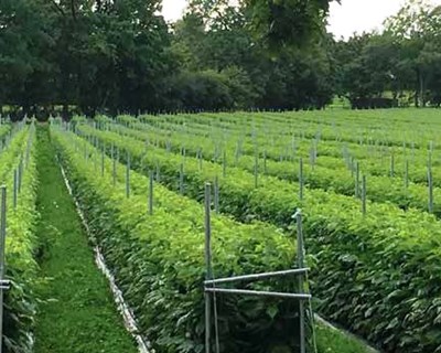 “Desenho” de um campo para produção de pequenos frutos